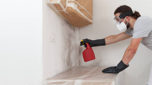 Professional Mold Testing technician working in Chatham, IL