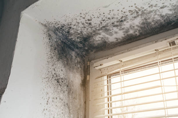Affordable Mold Cleanup solutions in Chatham, IL